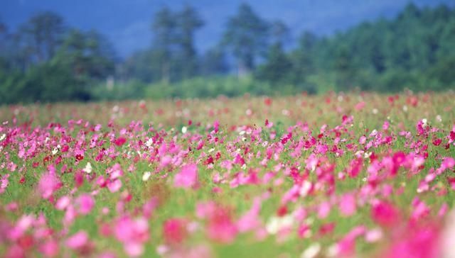 阳光|愿你的生命里能够,出现一个如阳光般温暖的人