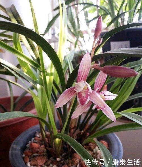 兰花长的慢不开花?这是休眠期,做好这几步,秋天一到花苞冒不停
