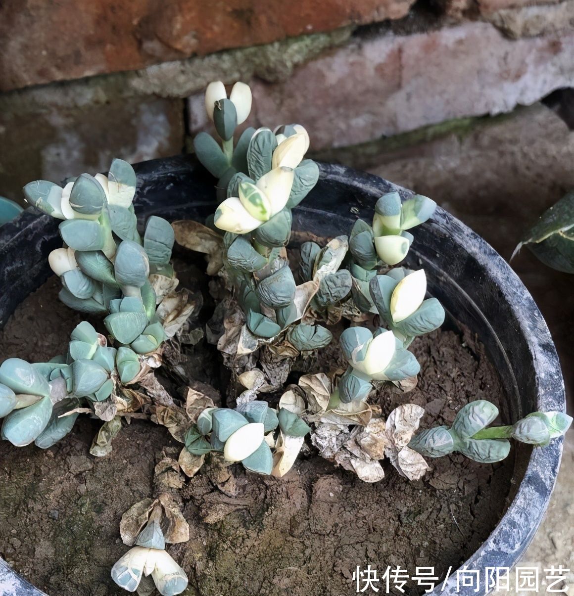  海棠|鹿角海棠变色了，绿叶变黄叶，原来是“出锦”，真是太幸运了