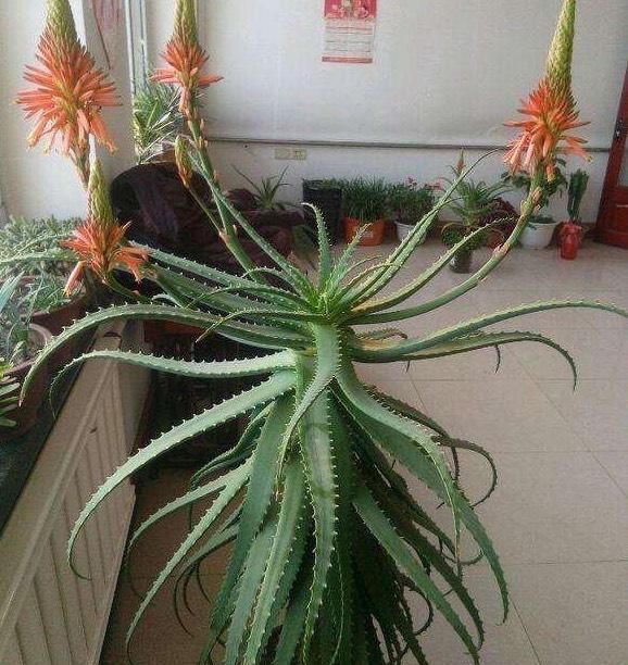 打理|卧室养7种“植物”,放一盆,空气好,睡眠好,好养漂亮长爆盆