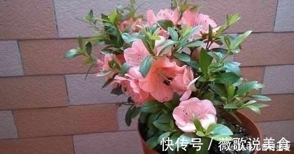 月季|3种花很贵,买不起就不用买,扦插一根枝条,就能开花大半年!