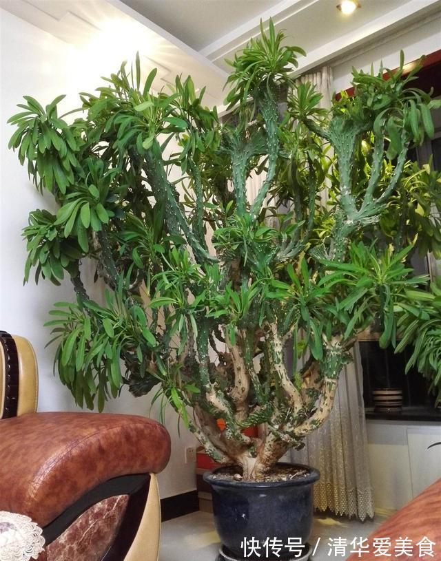 室内想养“大盆镇宅花”,建议从这10种里面选,听名字就很霸气