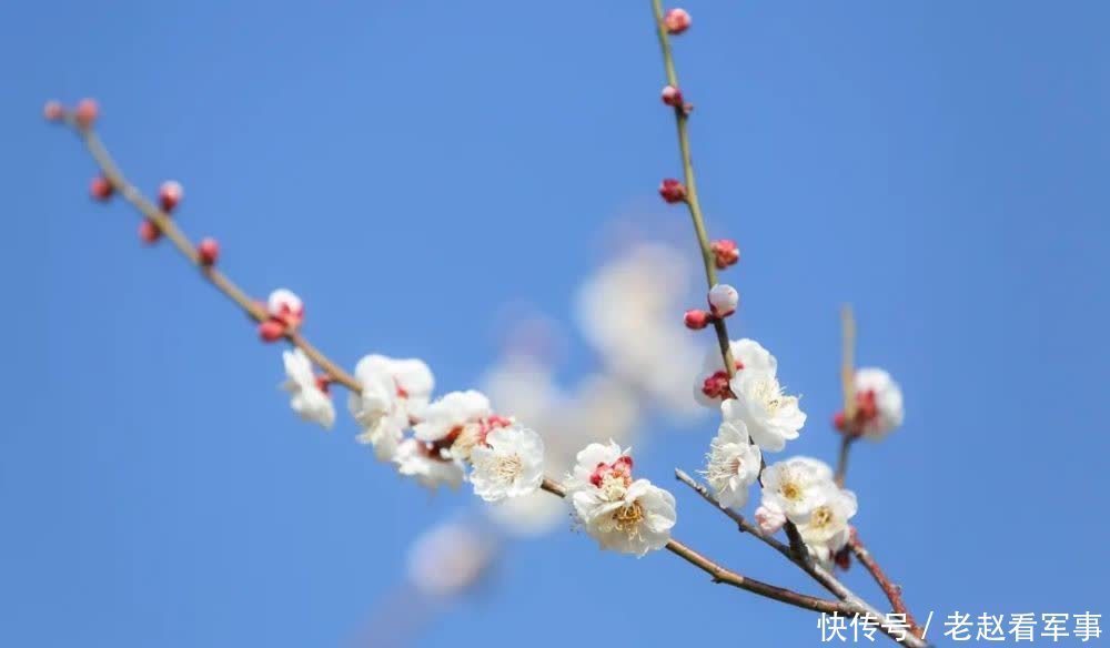 赏景啦！新年添喜色，西昌湿地公园梅花绽放