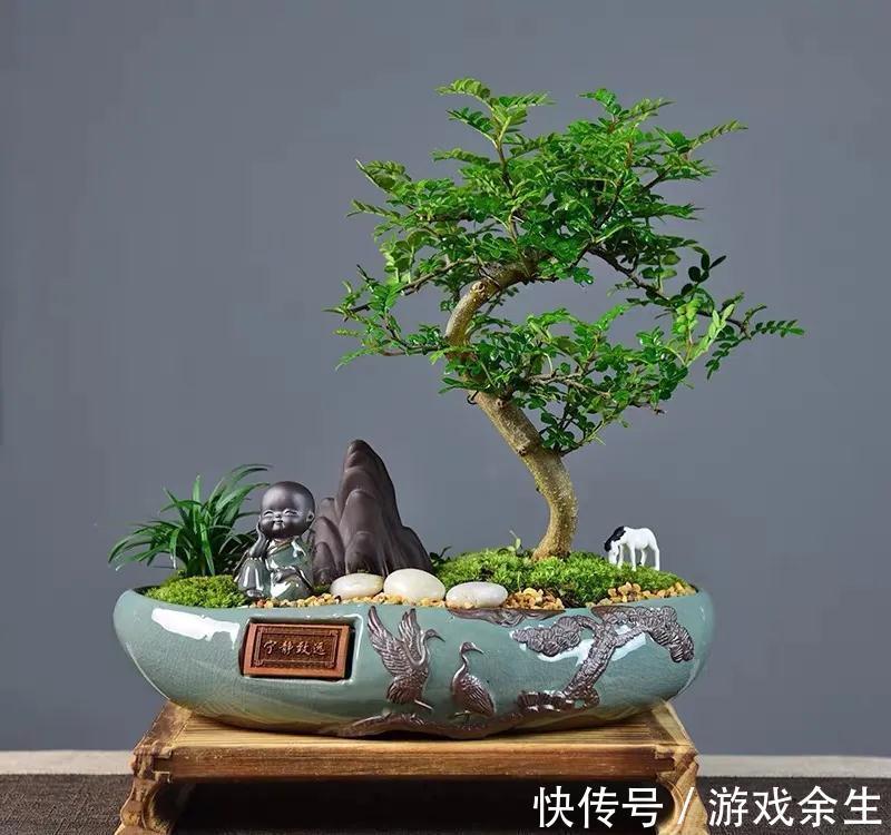 3种“小盆景”能香几十年,客厅养一盆,小巧高雅,富贵不俗