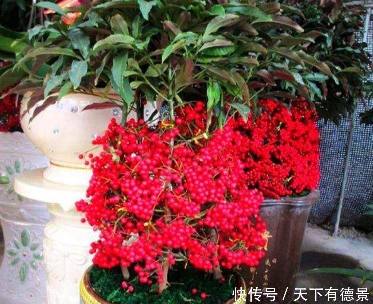 适合庭院养护的花卉,花姿妖娆,盛开时繁花似锦,花色美轮美奂
