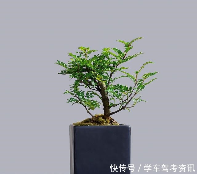 7种花,就得小盆养,盆越小水越少,长得更快!