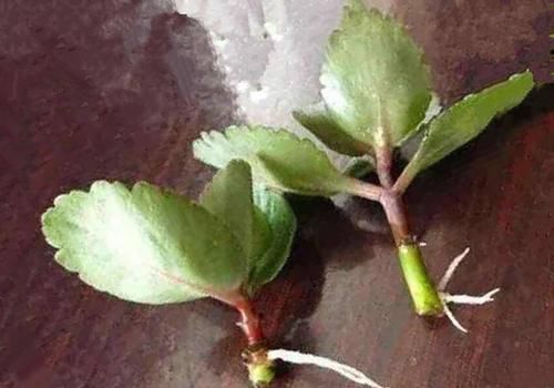 移栽|四种花一年四季能插扦,生根很容易,掌握方法才是重点