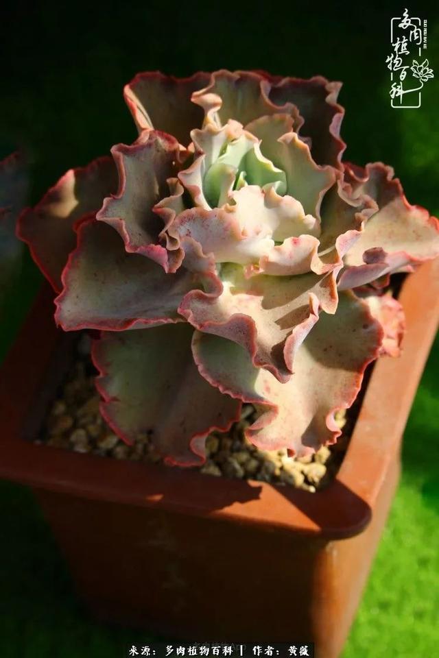 养了三年多肉，终于明白佛系养肉才是王道！