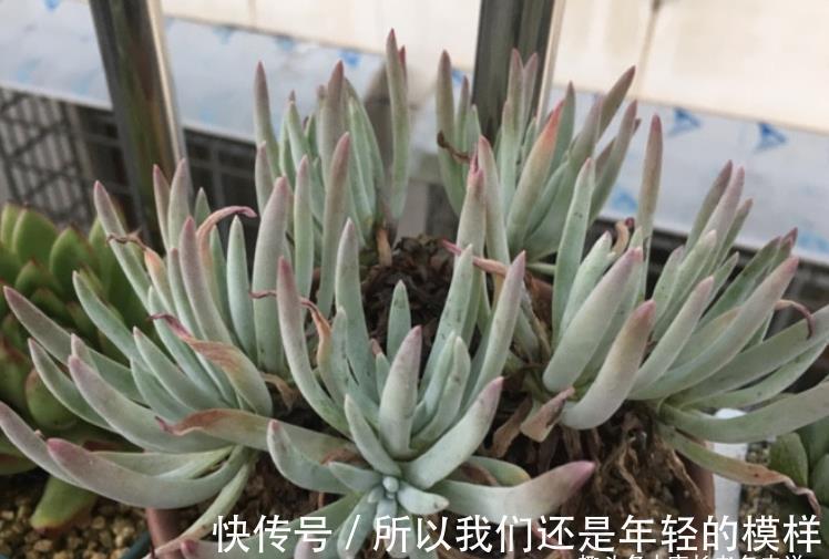 休眠|多肉爱杜丽丝好不好度夏?如果你像我这样养的话,那度夏自然不难