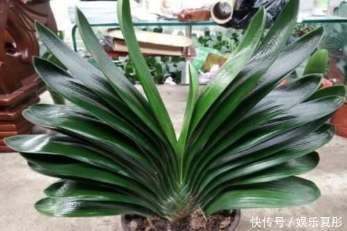 家中有3种花卉盆栽，趁早搬到阳台上晒一晒，枝叶越长越旺盛