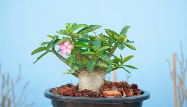 人懒还想养花怎么办？这六种花要学会控水，越懒养长得越好