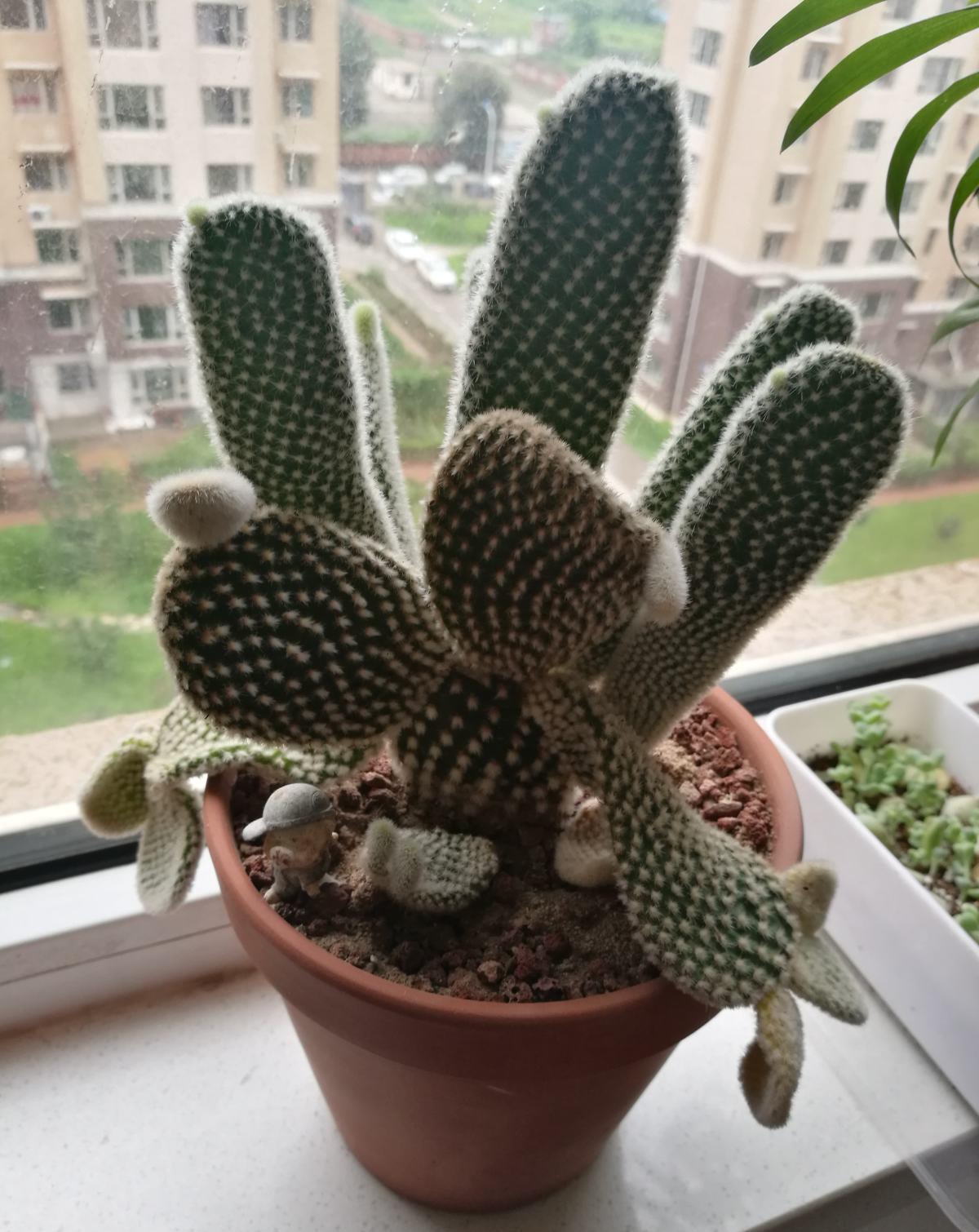 仙人果|仙人掌高10米,开黄花,挂红果,长成几十年的树,太霸气了