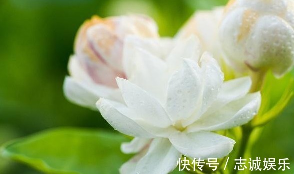 植株|最好养的室内盆栽茉莉花,只要5步,枝繁叶茂,一年开花6个月