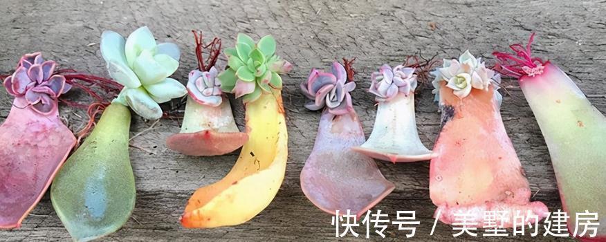 多肉|这3种扦插方式成功率高，新人肉友抓紧时间学吧，好用又好操作