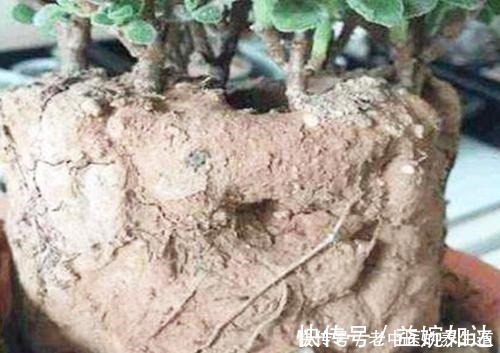 植物|桔子皮水养花效果好，但有些花不能随便浇！