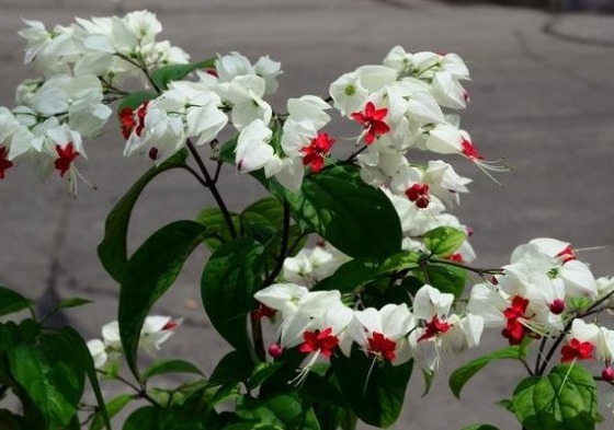 花色|最美的5种菊花,好看好养颜值高,娇艳妖烧,花型圆滚奇特惹人爱