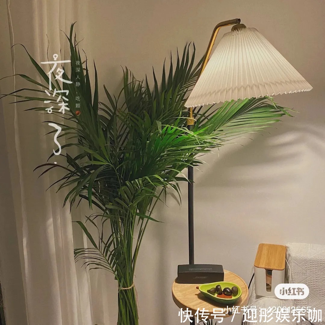 有植物的房子才是理想家！2021最受欢迎“网红绿植”推荐