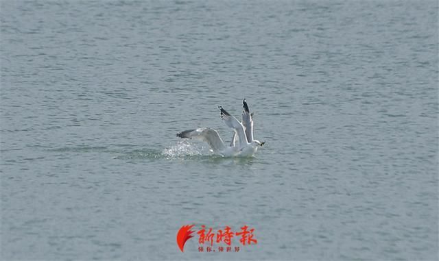 海鸥成“常客”，再次栖息济南市区湖泊