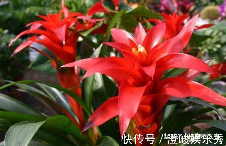 几种花超好养,花朵小巧玲珑,花叶俱美,养盆放阳台美极了