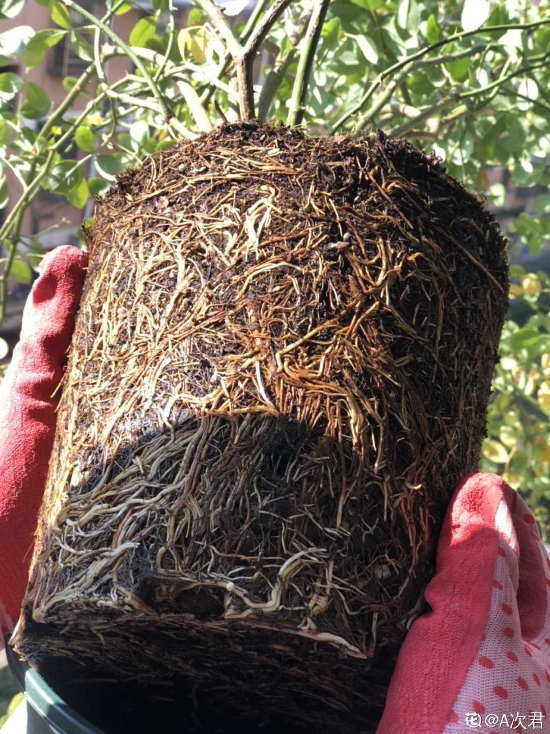 买的花总不活,秘密全在花盆里,搬起来看看才知道