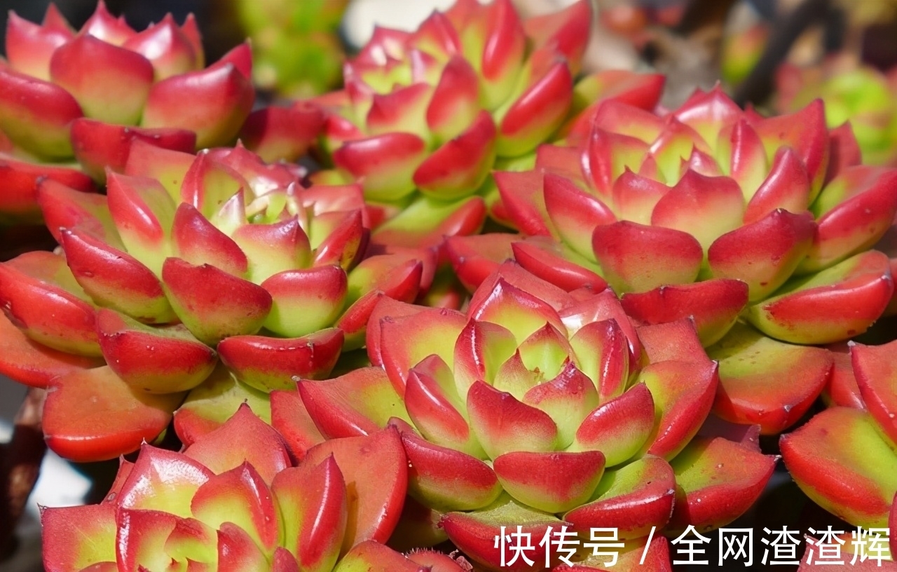 如果有露养的条件，别错过这5款多肉，出了状态红似火漂亮极了