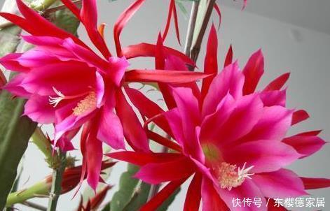 新手养花,就养花中精品,次次开花都爆盆,花大如碗!
