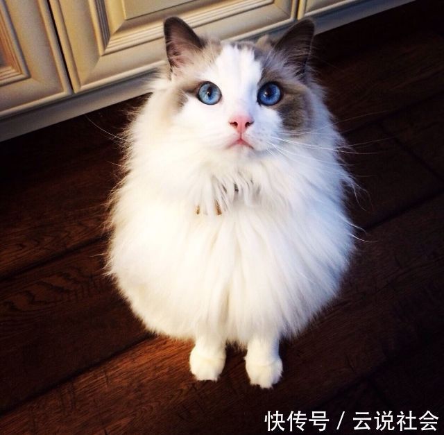 宠哈希娱乐- 哈希游戏平台- 哈希游戏官方网站物犬图片大全