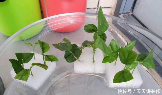 好时机|天气要热了,三种花修剪扦插正当时,小编已经迫不及待了