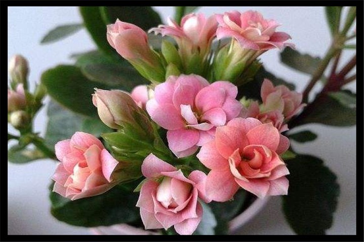 5天浇一次这种”肥水“，长寿花15天冒花芽，一个月开出大花球！