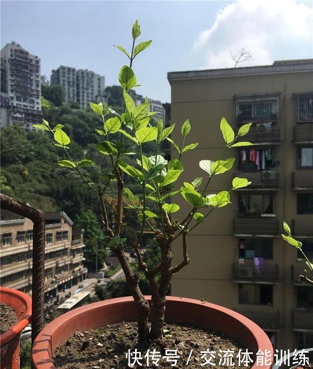 茉莉花开花少3个原因!做好3步,茉莉花芽多枝壮,夏天一直爆花!