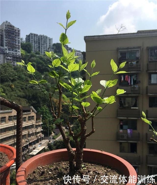  茉莉花开花少3个原因！做好3步，茉莉花芽多枝壮，夏天一直爆花！