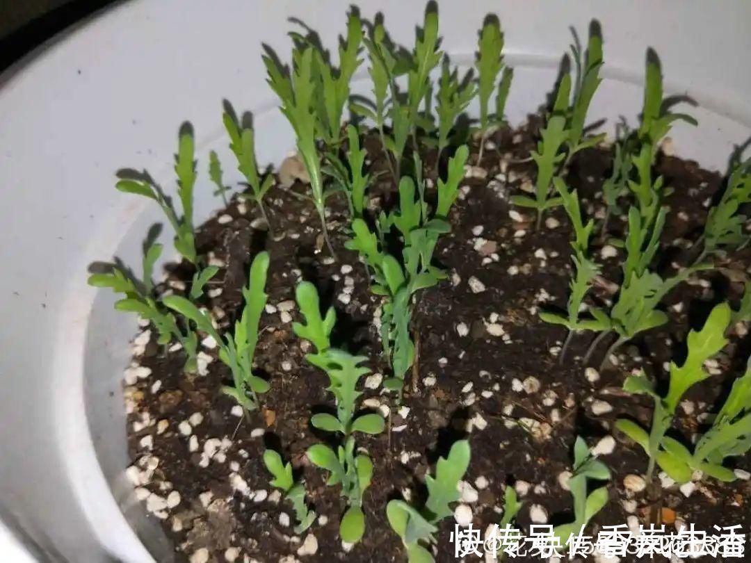 叶子|人参萝卜开花了,我种的花,都是这么奇奇怪怪