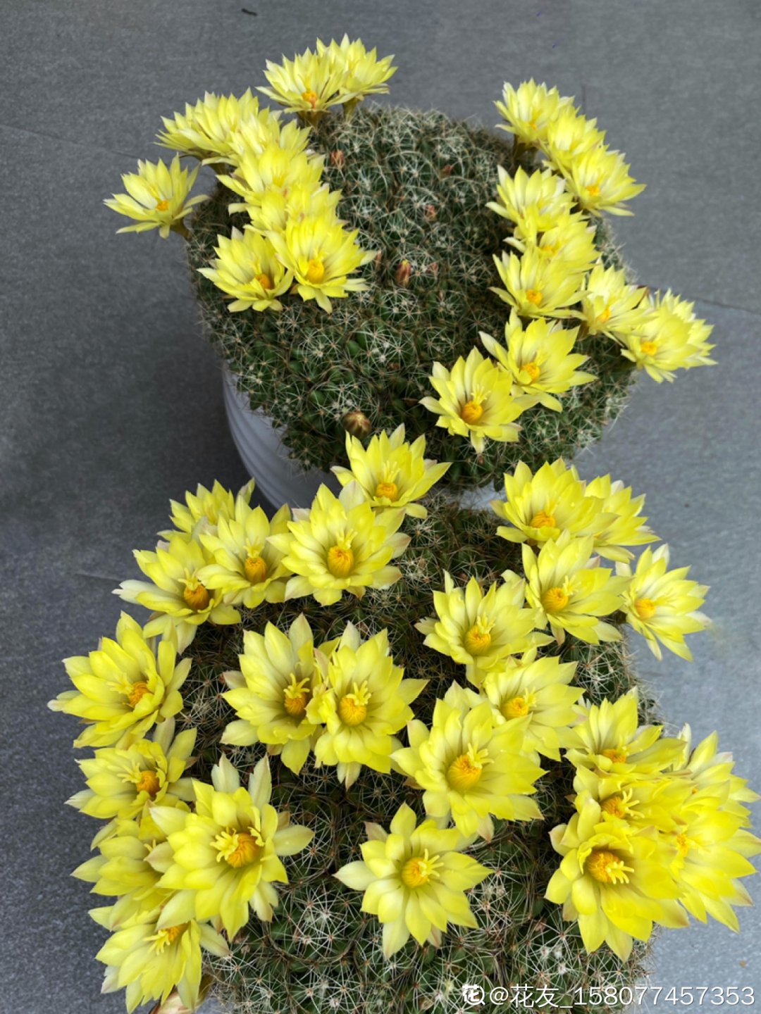 棒棒糖|从养花大神家，偷来3个爆花技巧，快学，24小时后删