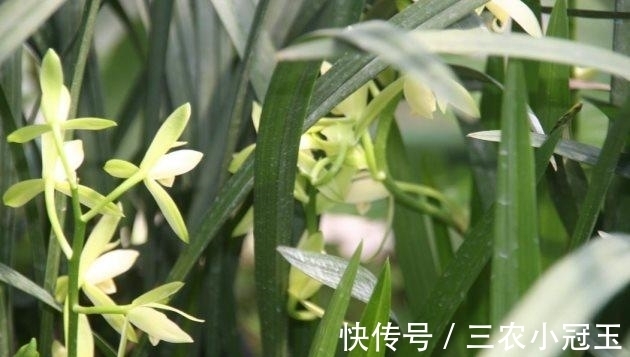 建兰|建兰怎么养得好? 建兰的养殖方法和注意事项