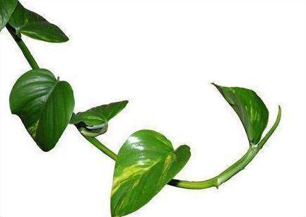 养分|绿萝长出这种枝,看到就赶紧剪,不剪,很难养爆盆