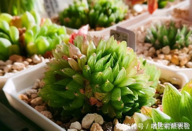 玉露换盆后几天浇水 玉露换盆后几天浇水