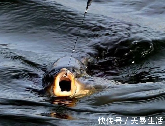 长时间|关于抛竿定点打窝的方法和技巧!开杆就上鱼