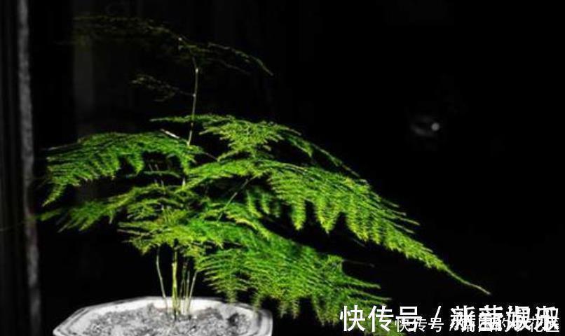 6种花|6种花冬季不要晒太阳，它喜荫怕晒，卧室卫生间这些地方最合适！