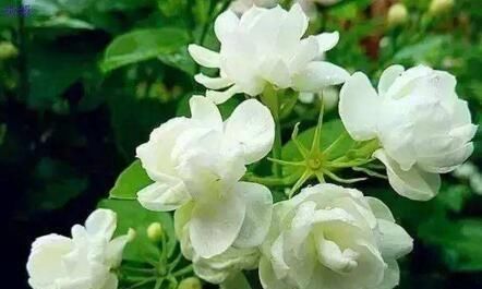 生长的较|养茉莉花,“3件小事”做到位,就可以“静待花开”,且花大味香