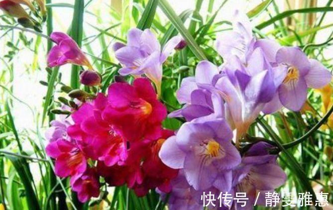 4种花,超爱开花,一年四季开花不断,旺运一整年