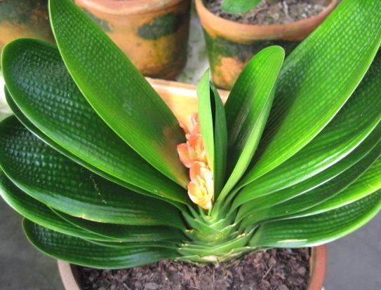 君子兰|秋冬要穷养花,再不救只剩空盆,君子兰烂根后怎么救