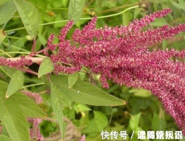 农村|乡下一种很少见的野草,看着很好看,价值珍贵,遇见请珍惜