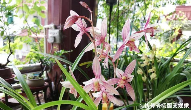 盆栽|养兰花“2懒1勤”别守规矩,新芽冒不停,花箭半米高