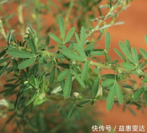 此物,补肝肾,益肺阴,还能提高视力,农村很常见,遇见别错过!