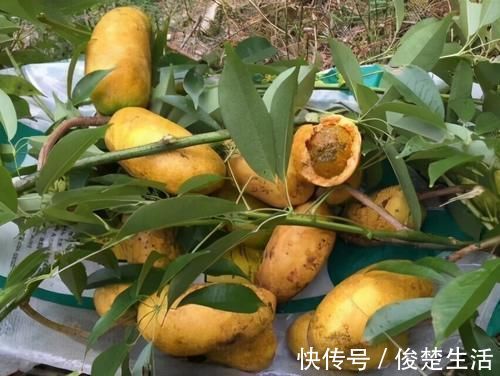 老少皆宜|每天晚上坚持吃3种食物,排毒养颜,延缓衰老,早吃早受益!