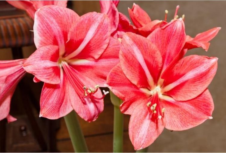 一养就上瘾的“4种花”，被称为花卉界的劳模，开花漂亮一年不停