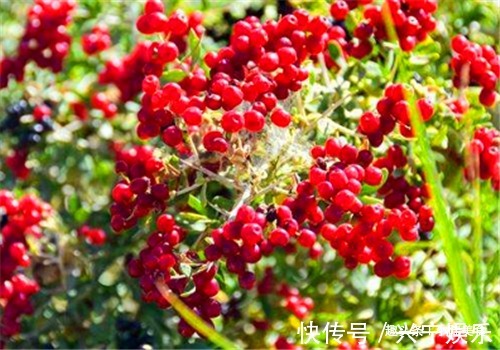 毒素|女性不要太节俭,多吃4种食物,排出毒素,滋养女性子宫