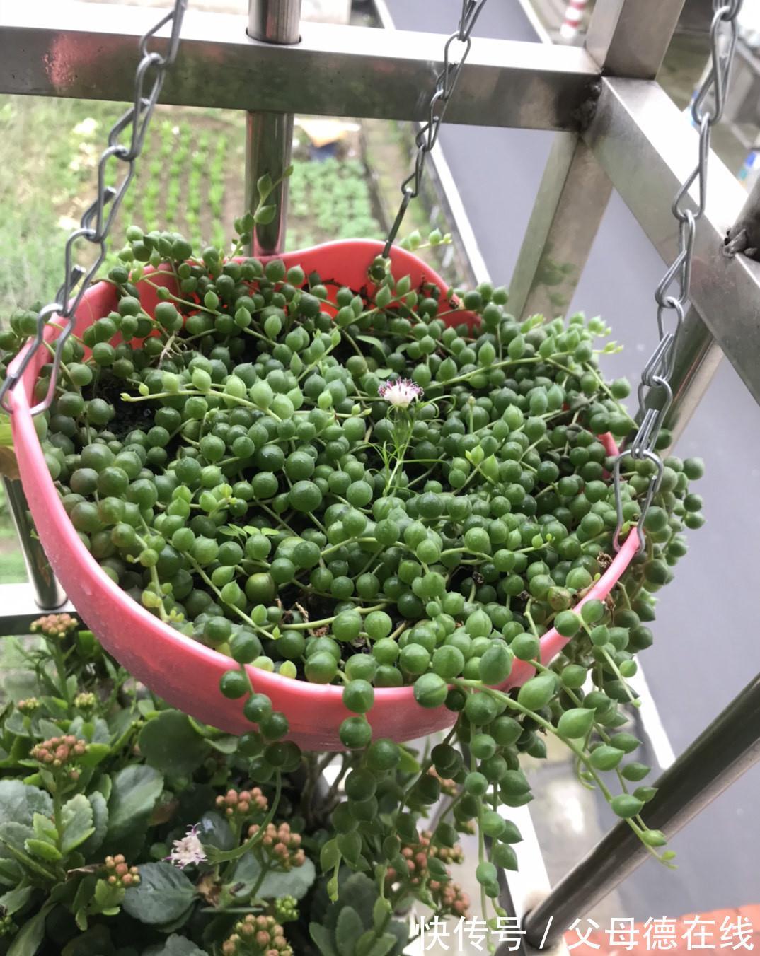 发现一户人家,大冬天阳台的“多肉”,长成了“瀑布”,太壮观了