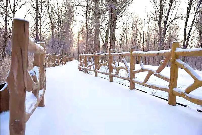 拥抱|用玩雪拥抱这个冬天，金塔胡杨林冰雪嘉年华整装待发！