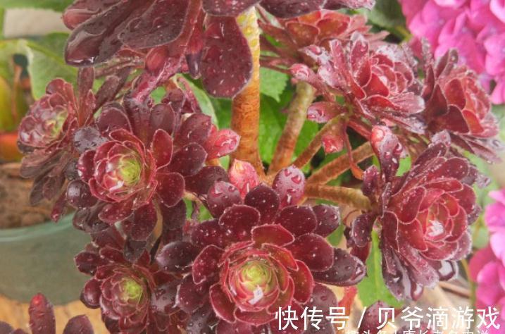 成功率|法师多肉可以叶插,只是成功率“感人”,成活之后还不能过早上盆